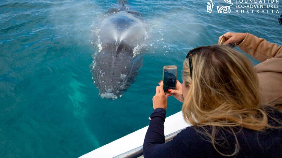 Join our onboard expert in searching for the Majestic Whales of Hervey Bay. Because we offer Whale Search beyond PEAK whale-watching season, we do not ensure a guaranteed whale sighting.
